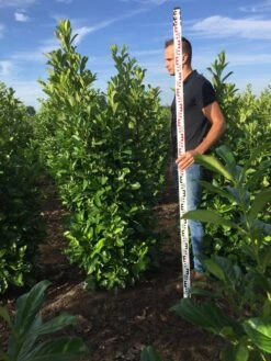 Grote Laurierkers (Prunus Laurocerasus 'Rotundifolia') -Planten Verkoopwinkel prunus l rot 175200