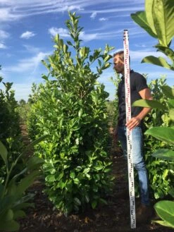 Grote Laurierkers (Prunus Laurocerasus 'Rotundifolia') -Planten Verkoopwinkel prunus l rot 200225