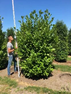 Grote Laurierkers (Prunus Laurocerasus 'Rotundifolia') -Planten Verkoopwinkel prunus l rot 250300 x 100 150 br