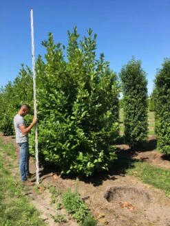 Grote Laurierkers (Prunus Laurocerasus 'Rotundifolia') -Planten Verkoopwinkel prunus l rot 350400 x 150 br