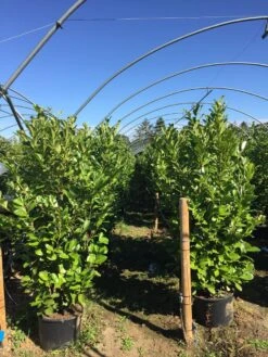 Grote Laurierkers (Prunus Laurocerasus 'Rotundifolia') -Planten Verkoopwinkel prunus laur. rotundifolia h160180cm