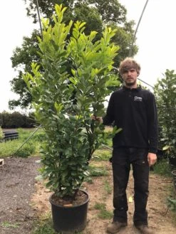 Grote Laurierkers (Prunus Laurocerasus 'Rotundifolia') -Planten Verkoopwinkel prunus laur. rotundifolia h180 200cm
