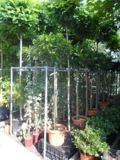 Laurier Als Boom (Prunus Laurocerasus 'Etna') -Planten Verkoopwinkel prunus laurocerasus etna 120stam c20