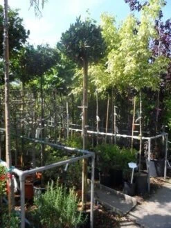 Laurierkers Op Stam (Prunus Laurocerasus 'Otto Luyken') -Planten Verkoopwinkel prunus laurocerasus otto luyken 8 10 12ho cont