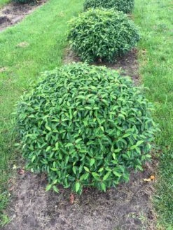 Portugese Laurier Als Grote Bolvorm (Prunus Lusitanica 'Angustifolia') 8 Portugese Laurier Als Grote Bolvorm (Prunus Lusitanica 'Angustifolia') -Planten Verkoopwinkel prunus lus. angustifolia bol 1