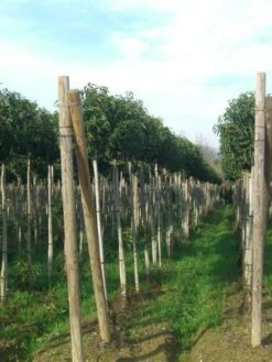 Portugese Laurier Als Boom (Prunus Lusitanica 'Angustifolia') -Planten Verkoopwinkel prunus lusitanica 1