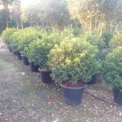 Portugese Laurier Als Bol (Prunus Lusitanica 'Angustifolia') -Planten Verkoopwinkel prunus lusitanica 1