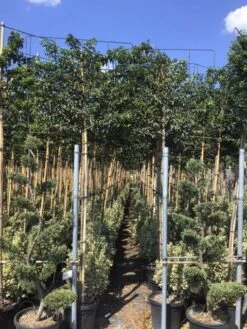 Portugese Laurier Als Leiboom (Prunus Lusitanica) -Planten Verkoopwinkel prunus lusitanica 5 1