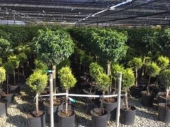 Portugese Laurier Op Stam (Prunus Lusitanica 'Angustifolia') -Planten Verkoopwinkel prunus lusitanica 80cm stam