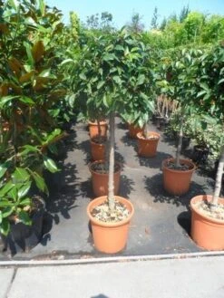 Portugese Laurier Als Boom (Prunus Lusitanica) -Planten Verkoopwinkel prunus lusitanica 80stam c25 2 2