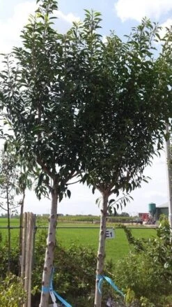 Portugese Laurier Als Boom (Prunus Lusitanica) -Planten Verkoopwinkel prunus lusitanica als boom01 1 1