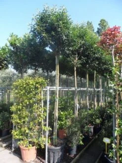 Portugese Laurier Als Boom (Prunus Lusitanica 'Angustifolia') -Planten Verkoopwinkel prunus lusitanica angustifolia 1