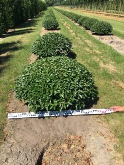 Portugese Laurier Als Grote Bolvorm (Prunus Lusitanica 'Angustifolia') -Planten Verkoopwinkel prunus lusitanica angustifolia 100 cm breed bol drkl 2