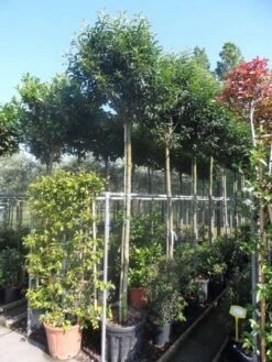 Portugese Laurier Als Boom (Prunus Lusitanica 'Angustifolia') -Planten Verkoopwinkel prunus lusitanica angustifolia 12 14ho 1