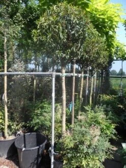 Portugese Laurier Als Boom (Prunus Lusitanica 'Angustifolia') -Planten Verkoopwinkel prunus lusitanica angustifolia 150stam c35 1