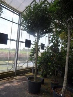 Portugese Laurier Als Boom (Prunus Lusitanica 'Angustifolia') -Planten Verkoopwinkel prunus lusitanica angustifolia 16 18ho c90