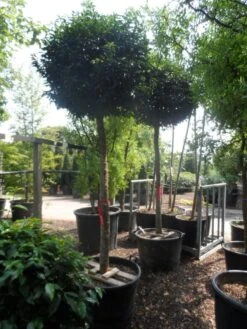 Portugese Laurier Als Boom (Prunus Lusitanica 'Angustifolia') -Planten Verkoopwinkel prunus lusitanica angustifolia 18 20 ho c130 1