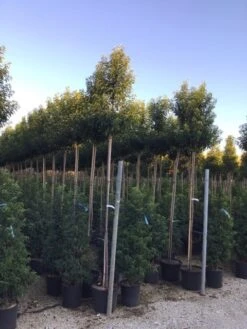 Portugese Laurier Op Stam (Prunus Lusitanica 'Angustifolia')