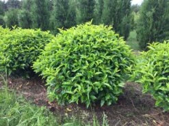 Portugese Laurier Als Grote Bolvorm (Prunus Lusitanica 'Angustifolia') 9 Portugese Laurier Als Grote Bolvorm (Prunus Lusitanica 'Angustifolia') -Planten Verkoopwinkel prunus lusitanica angustifolia 90 cm breed bol drkl 1