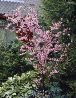 Perzikboom (Prunus Persica) -Planten Verkoopwinkel prunus persica01