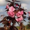 Roodbladige Japanse Sierkers (Prunus 'Royal Burgundy') -Planten Verkoopwinkel prunus royal burgundy 1