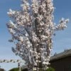 Japanse Sierkers Als Zuilboom (Prunus Serrulata 'Amanogawa') -Planten Verkoopwinkel prunus serrulata amanogawa 4