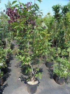 Sierkers, Struikvorm (Prunus Serrulata 'Kanzan') 12 Sierkers, Struikvorm (Prunus Serrulata 'Kanzan') -Planten Verkoopwinkel prunus serrulata kanzan 150 175 200 c25 1