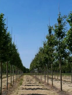 Grote Sierkers (Prunus Serrulata 'Kanzan') 7 Grote Sierkers (Prunus Serrulata 'Kanzan') -Planten Verkoopwinkel prunus serrulata kanzan 18 20