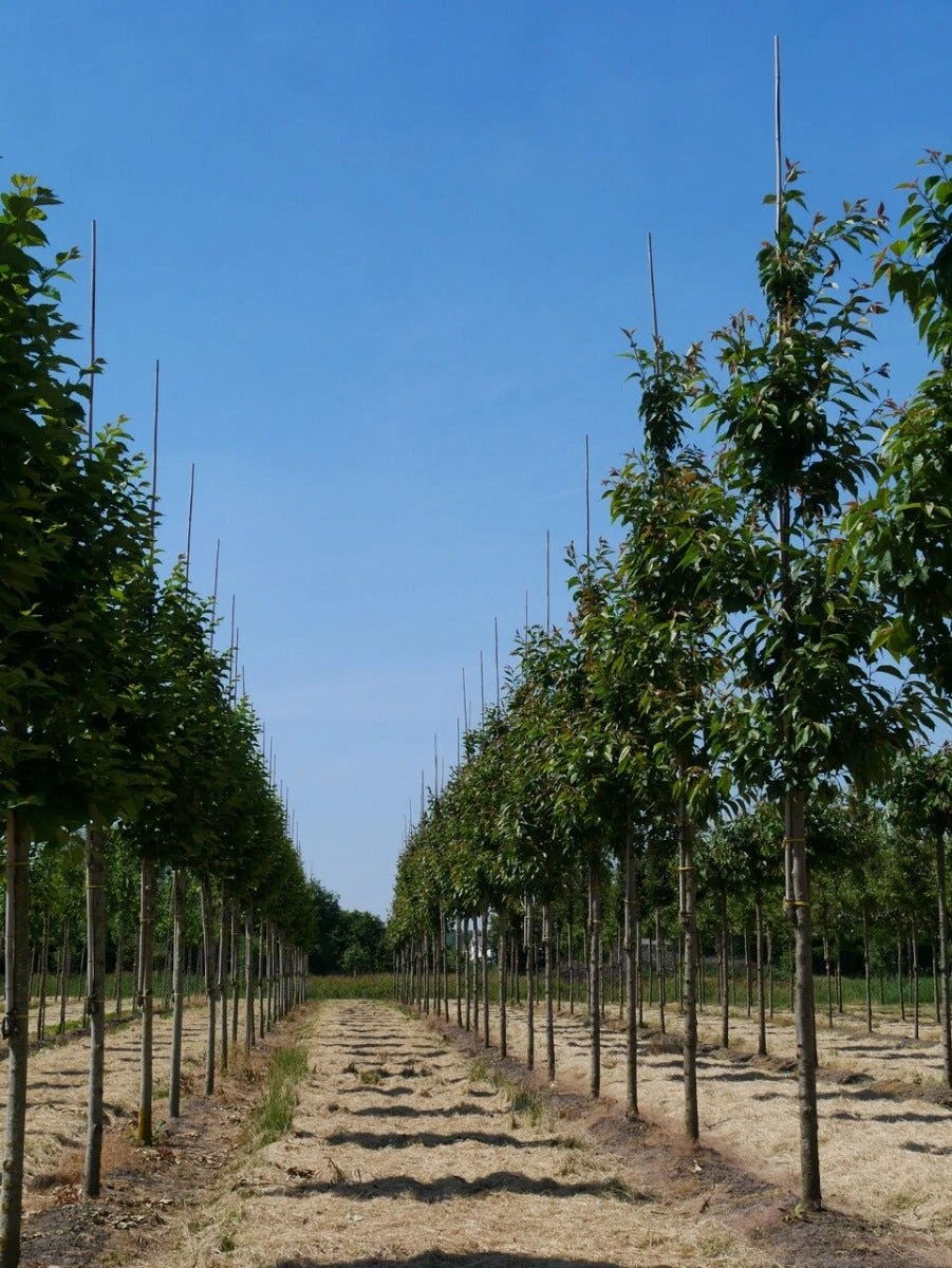 Grote Sierkers (Prunus Serrulata 'Kanzan') 2 Grote Sierkers (Prunus Serrulata 'Kanzan') - Afbeelding 2