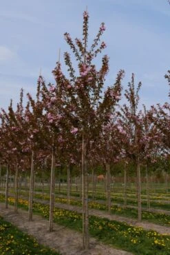 Grote Sierkers (Prunus Serrulata 'Kanzan') 9 Grote Sierkers (Prunus Serrulata 'Kanzan') -Planten Verkoopwinkel prunus serrulata kanzan 25 30