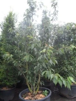 Sierkers, Struikvorm (Prunus Serrulata 'Kanzan') 11 Sierkers, Struikvorm (Prunus Serrulata 'Kanzan') -Planten Verkoopwinkel prunus serrulata kanzan 250 300 c250 1