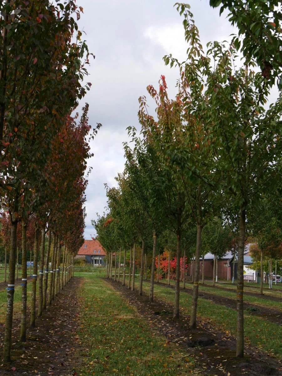 Grote Sierkers (Prunus Serrulata 'Kanzan') 6 Grote Sierkers (Prunus Serrulata 'Kanzan') - Afbeelding 6