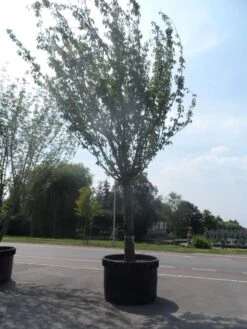 Japanse Sierkers (Prunus Serrulata 'Kanzan') -Planten Verkoopwinkel prunus serrulata kanzan 90 100ho c1500