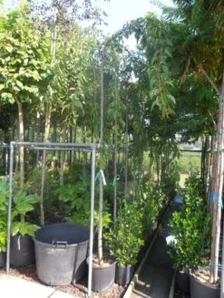 Japanse Treursierkers (Prunus Serrulata 'Kiku-shidare') 7 Japanse Treursierkers (Prunus Serrulata 'Kiku-shidare') -Planten Verkoopwinkel prunus serrulata kiku shidare zakura 10 12ho cont