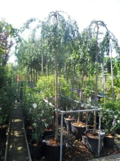 Japanse Treursierkers (Prunus 'Snow Fountain') -Planten Verkoopwinkel prunus snow fountains 12 14 ho cont