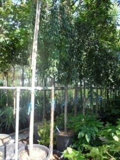 Japanse Treursierkers (Prunus 'Snow Fountain') -Planten Verkoopwinkel prunus snow fountains 14 16 18ho cont. 250stam 1