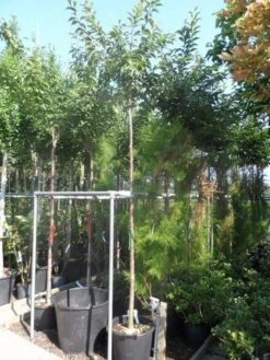 Japanse Sierkers (Prunus Subhirtella 'Autumnalis') -Planten Verkoopwinkel prunus subhirtella autumnalis 10 12ho cont 2