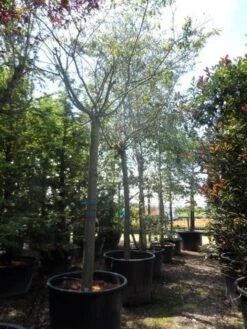 Japanse Sierkers (Prunus Subhirtella 'Autumnalis') -Planten Verkoopwinkel prunus subhirtella autumnalis 30 35 40ho c350 2