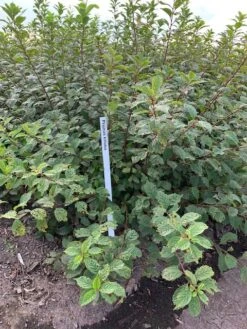 Amandelboompje Als Struik (Prunus Triloba) -Planten Verkoopwinkel prunus triloba 1