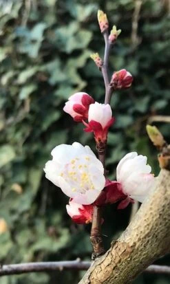 Abrikozenboom (Prunus Armeniaca) -Planten Verkoopwinkel prunusarmeniaca abrikoos