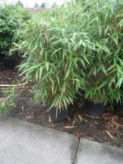 Bamboe (Pseudosasa Japonica) -Planten Verkoopwinkel pseudosasa japonica 150 175 c25