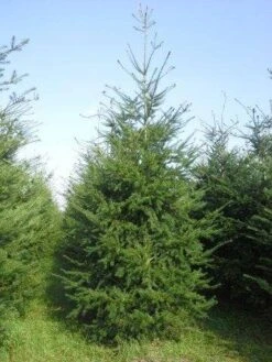 Douglasspar (Pseudotsuga Menziessii) -Planten Verkoopwinkel pseudotsuga menziesii 400 450 4