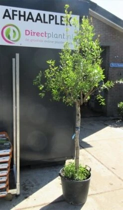 Granaatappel Op Stam (Punica Granatum) 9 Granaatappel Op Stam (Punica Granatum) -Planten Verkoopwinkel punica01