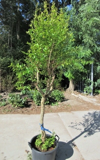 Granaatappel Op Stam (Punica Granatum) 3 Granaatappel Op Stam (Punica Granatum) - Afbeelding 3