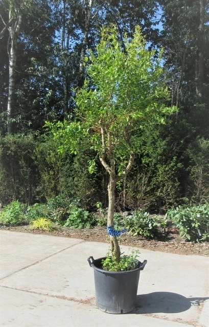 Granaatappel Op Stam (Punica Granatum) 2 Granaatappel Op Stam (Punica Granatum) - Afbeelding 2