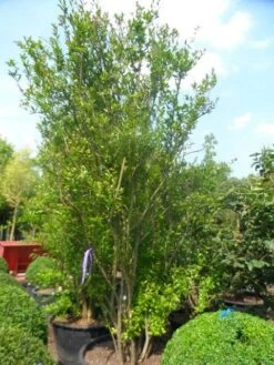 Granaatappel Als Struik (Punica Granatum) -Planten Verkoopwinkel punica granatum 250 300 c285 meerstammig