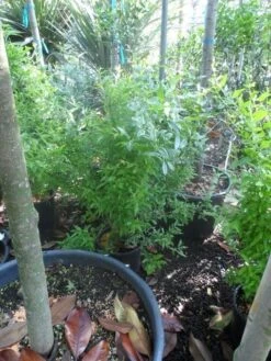 Granaatappel Als Struik (Punica Granatum) -Planten Verkoopwinkel punica granatum c10