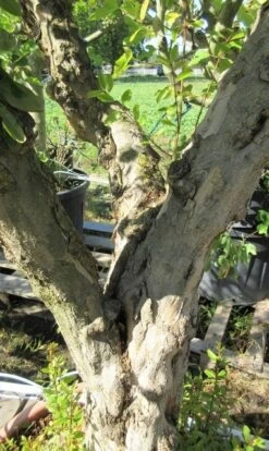 Granaatappel Op Stam (Punica Granatum) 10 Granaatappel Op Stam (Punica Granatum) -Planten Verkoopwinkel punicaoud03 1