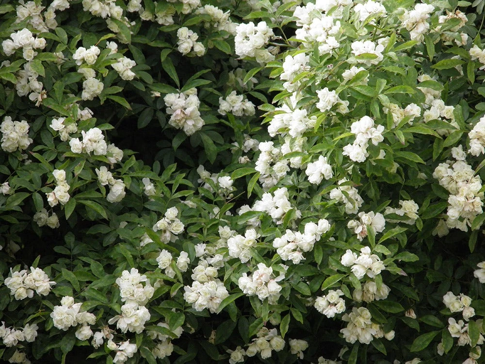 Klimroos (Rosa Banksiae 'Purezza') 1 Klimroos (Rosa Banksiae 'Purezza')