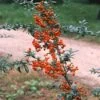 Vuurdoorn (Pyracantha 'Orange Glow') -Planten Verkoopwinkel pyocharm 3 1